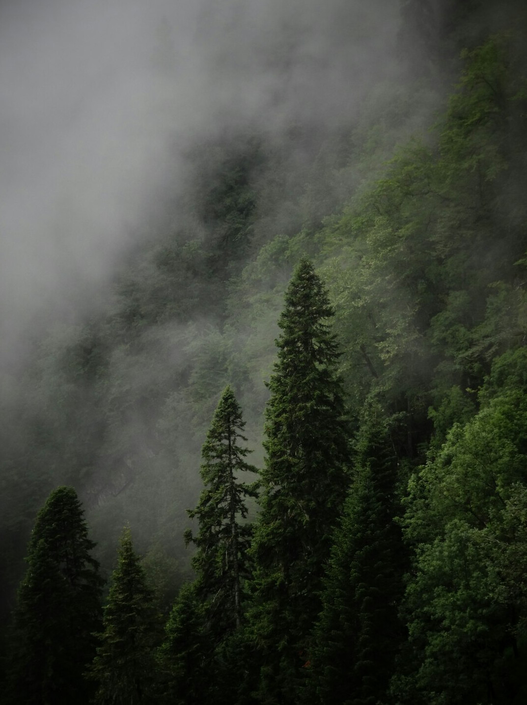 Misty forest with fog between tall trees